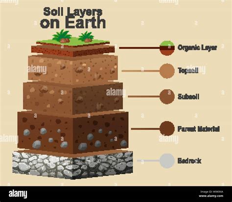 Illustration montrant les différentes couches de terre et de compost