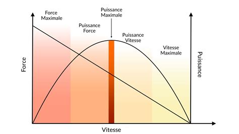 Infographie montrant la relation entre le diamètre du fil et la puissance de la débroussailleuse