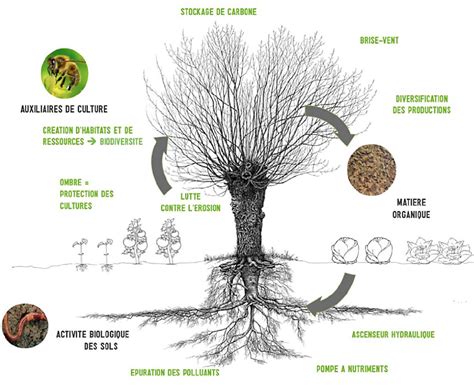 Schéma illustrant le système racinaire et l'interaction sol-plante-atmosphère en agroforesterie