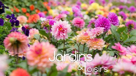 champ de dahlias colorés au Mexique