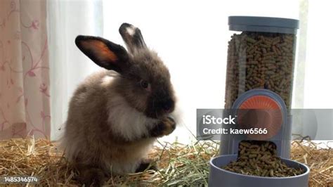 Illustration d'un lapin en bonne santé mangeant des granulés
