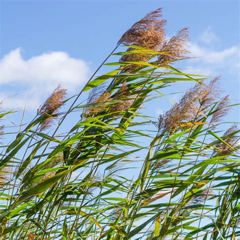 Illustration détaillée de la morphologie du Phragmites australis dans son habitat naturel
