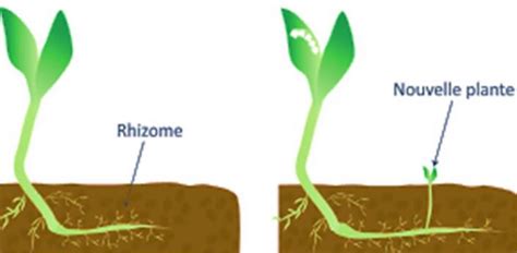 Schéma montrant la propagation par rhizomes et stolons dans un milieu humide
