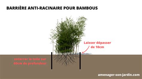 Photo montrant une barrière anti-racinaire installée autour d'une zone de roseaux
