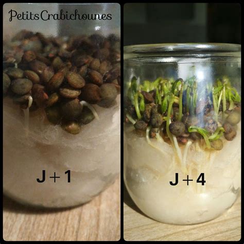 Enfants plantant des lentilles dans des pots