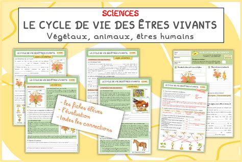 Schéma illustrant le cycle de vie des écureuils en automne et la préparation des réserves