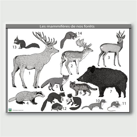 Infographie comparant les habitudes alimentaires des petits mammifères en forêt
