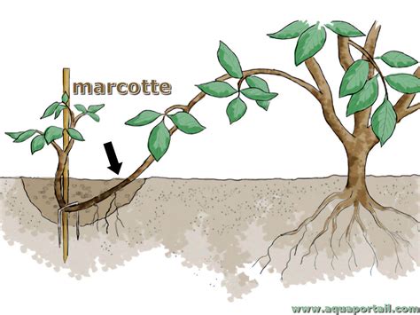 Illustration montrant la différence entre une marcotte aérienne réussie et une tentative échouée