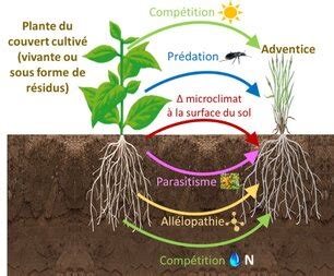 Schéma illustrant le cycle de vie des adventices dans les systèmes de culture avec apport de fumier