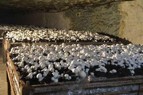 Diagramme des phases de culture du champignon de Paris : du compostage à la récolte