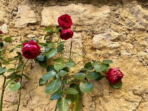 Rosiers sains et rosiers atteints d'oïdium