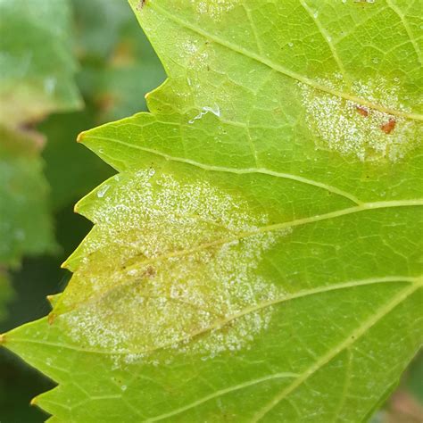 Mildiou sur feuille de vigne
