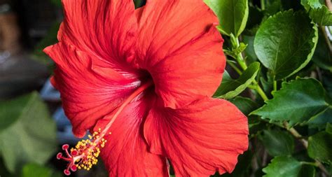 Variétés d'hibiscus : Hibiscus vivace, rose de Chine, arbustif