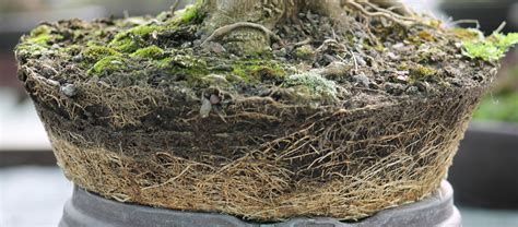 Un bonsaï soigneusement rempoté dans un nouveau pot