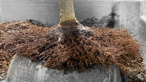 Illustration du nebari d'un bonsaï, montrant la base du tronc s'élargissant et les racines affleurantes