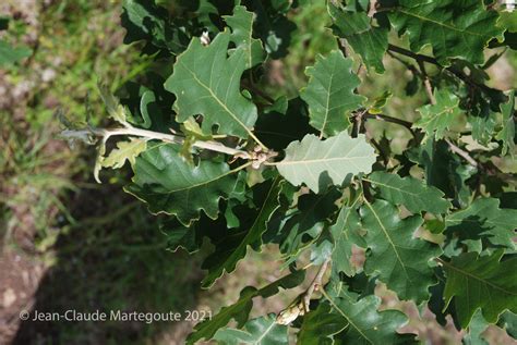 Illustration détaillée montrant les feuilles lobées et les rameaux pubescents caractéristiques du chêne pubescent