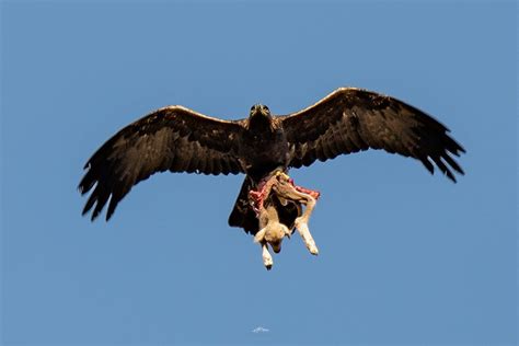 Aigle avec ses serres