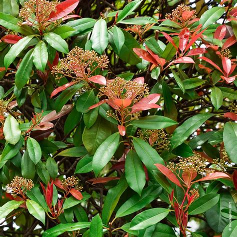 Feuillage du Photinia 'Red Robin' en différentes saisons