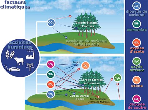 Infographie sur les facteurs affectant la viabilité des graines (humidité, température, oxygène)