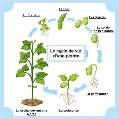 Schéma cycle de vie des plantes