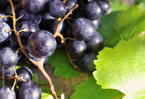 Gros plan sur une grappe de Carignan mûr