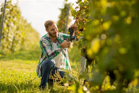 Vigneron travaillant manuellement dans une parcelle de vieilles vignes