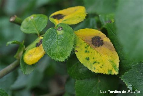 Feuilles de rosier atteintes de marsonia