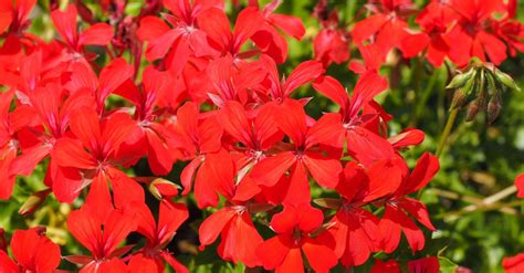 Géraniums vivaces en massif fleuri