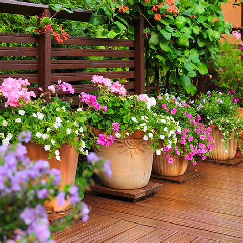 Géraniums vivaces en pots sur une terrasse