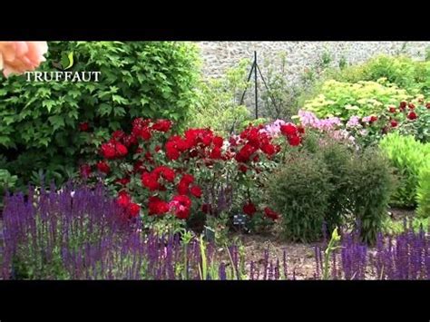 Un rosier en pleine floraison dans un jardin bien entretenu