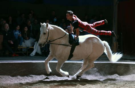 Voltigeur équestre réalisant des acrobaties sur un cheval au galop