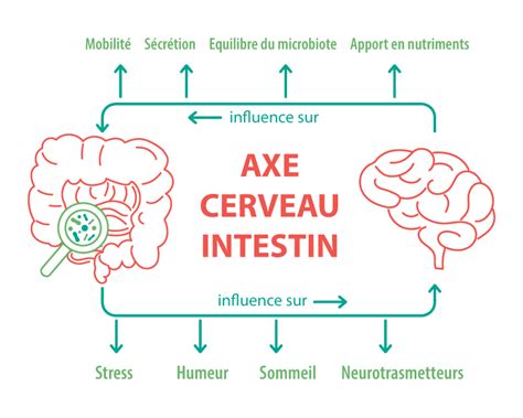 Schéma simplifié expliquant l'axe intestin-cerveau et l'impact du stress sur la digestion
