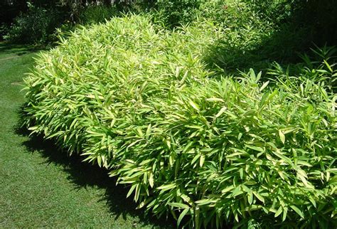 Bambou nain en couvre-sol dans un jardin ombragé