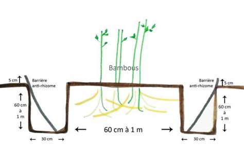Schéma montrant une barrière anti-rhizome installée autour d'un bambou