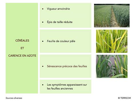 Tableau comparatif des symptômes de carence versus excès d'azote
