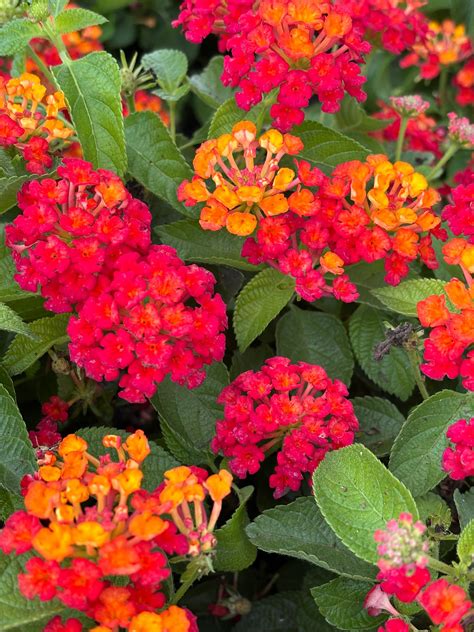 Lantana en pleine floraison dans un jardin ensoleillé