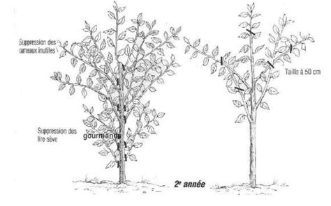 Diagramme illustrant les points de coupe idéaux pour favoriser la ramification secondaire sur un Zelkova de 5 ans
