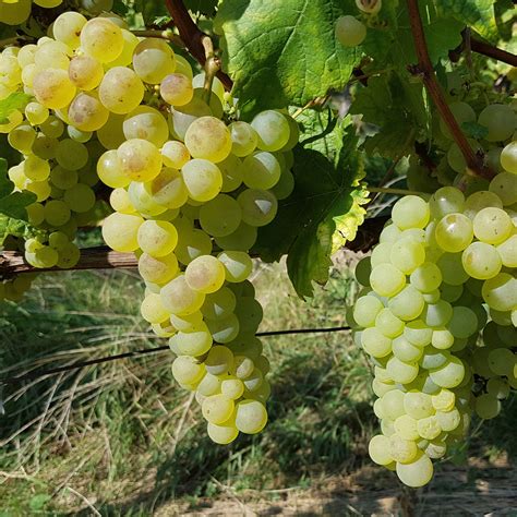 Grappes de raisin Chasselas de Fontainebleau