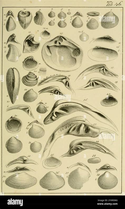 Illustration d'une gamme variée d'outils Bellota