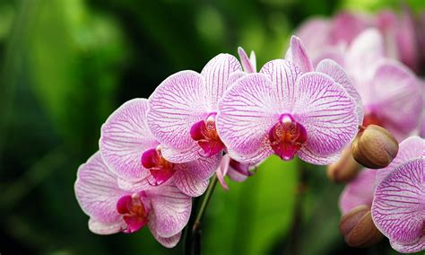 Illustration montrant une orchidée Phalaenopsis saine comparée à une plante montrant des signes de stress foliaire