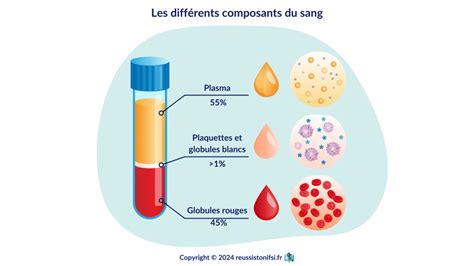 Schéma de la composition du sperme