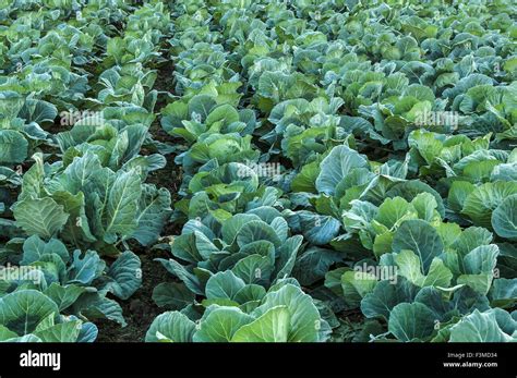 Champ de choux rouges