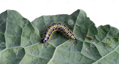 Chenille de papillon du chou sur une feuille de chou