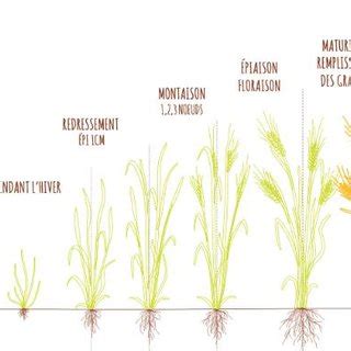 Schéma illustrant le cycle de développement de l'orge de printemps et les périodes critiques d'intervention