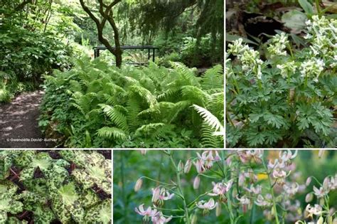 Jardin ombragé avec Pachysandra et fougères