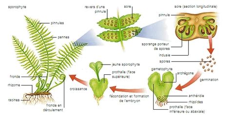Schéma illustrant le cycle de vie d'une fougère, de la spore au prothalle jusqu'à la fronde mature