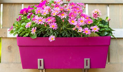 une jardinière suspendue débordante de fleurs en forme de trompette sur un balcon urbain