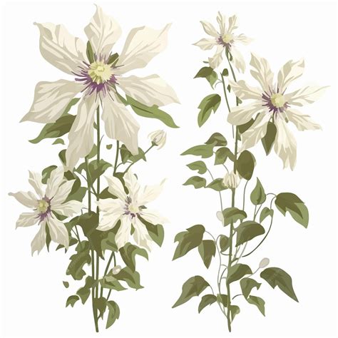 Dessin stylisé d'une clématite en fleur, avec ses vrilles s'enroulant autour d'un support