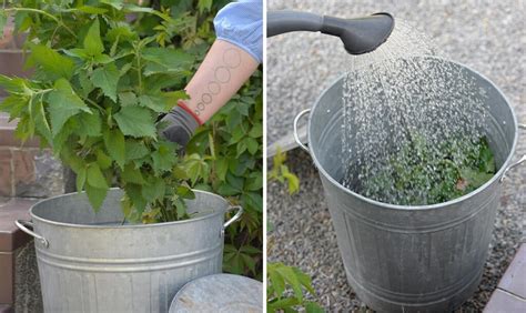 Sachet d'orties dans un seau
