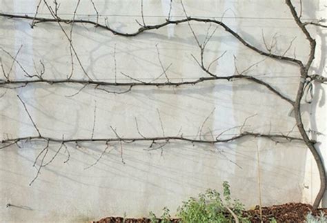 Gravure ancienne illustrant une vigne palissée contre un mur en pierre